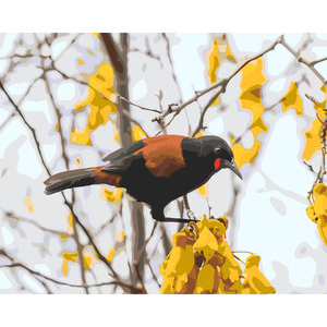 North Island Saddleback *NEW*