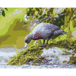 Blue Duck *NEW*