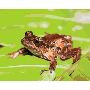 Frontpage: Archey's Frog *NEW*