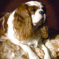 Sheepskin Rugs: Bowron Sheepskin Pet Rug - Natural Shape