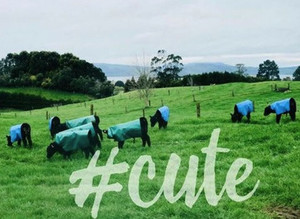 Products: Calf Cover fitshag