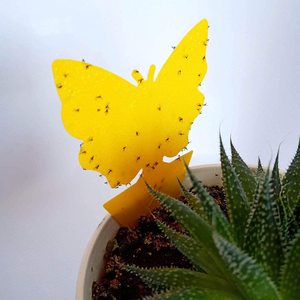 Plant Protection: 48 Pcs Indoor Outdoor Yellow Sticky Insect Fly Catcher Traps