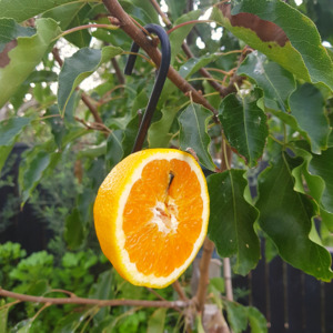 Products: Kohab Bird Feeder Hooks - Kohab