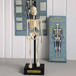 Rex London: Anatomical Skeleton Model