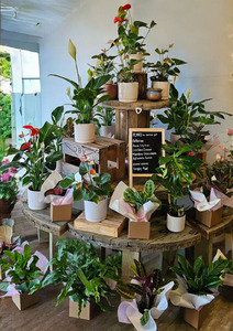 Florist Choice - Indoor Plants Kora Floral Boutique