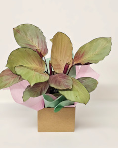 Calathea-Silver Plate Kora Floral Boutique