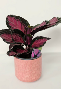Calathea Crimson Kora Floral Boutique