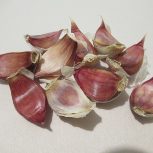Grow Your Own: Seed Garlic