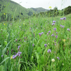 Workshops & Farm Tours: Regenerative Management of a Lifestyle Block