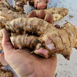 White Ginger Plant