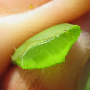 Burn jelly plant