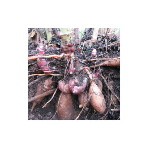 Grow Your Own: Yacon Crown