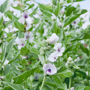 Grow Your Own: Marshmallow crown