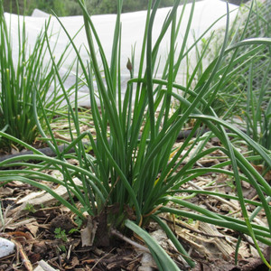 Multiplying Spring Onions