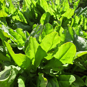 Grow Your Own: Sorrel plant