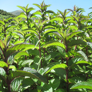 Grow Your Own: Peppermint dormant root cuttings