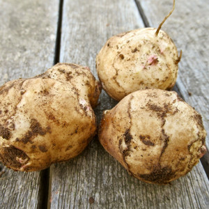 Grow Your Own: Jerusalem Artichokes