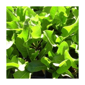 Grow Your Own: Horseradish Plant