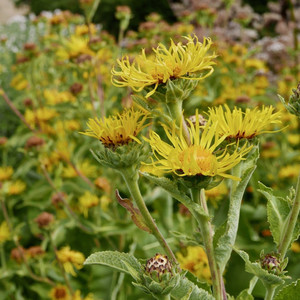 Elecampane crown