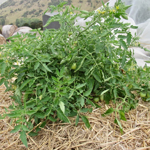 Grow Your Own: Bush tomato seeds