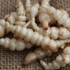 Seeds & Bulbs: Chinese Artichokes / Crosnes