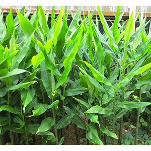 Myoga Ginger Root with Shoots