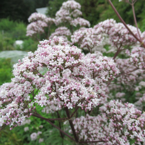 Grow Your Own: Valerian crown