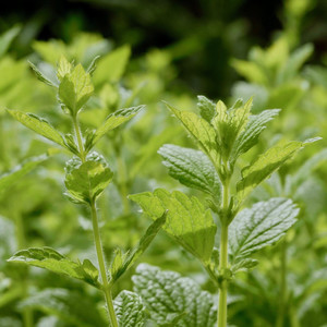 Lemon Balm plant