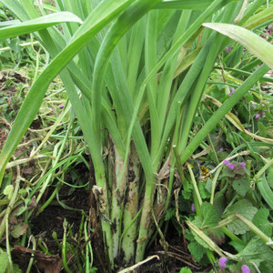 Multiplying Perennial Leeks