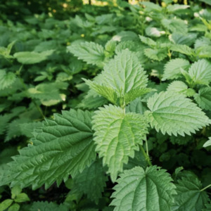 Grow Your Own: Stinging Nettle Perennial