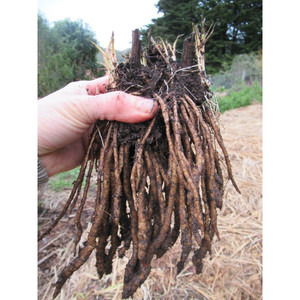 Skirret Crown