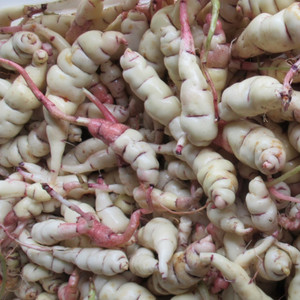 Grow Your Own: Mashua Tubers