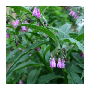 Russian Comfrey plant
