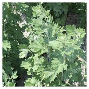 Yomogi Plant