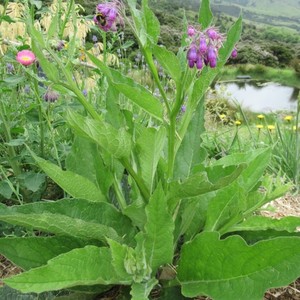 Grow Your Own: Medicinal Comfrey plant