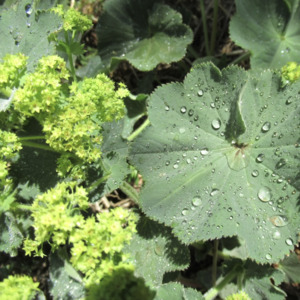 Lady's Mantle plant