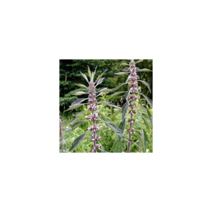 Motherwort plant