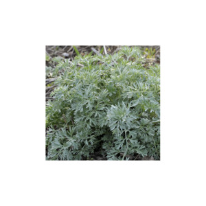 Wormwood Crown