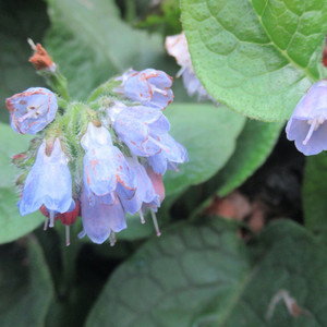 Evergreen Dwarf Comfrey