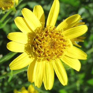 Grow Your Own: Arnica plants