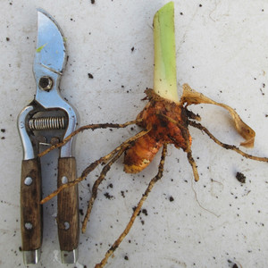 Turmeric crown