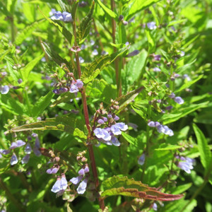 Skullcap plants