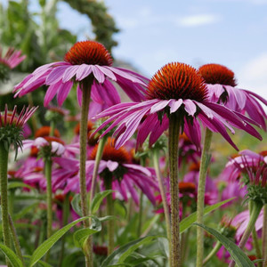 Echinacea crown