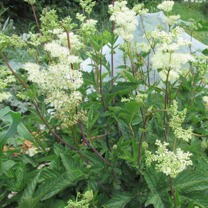 Grow Your Own: Meadowsweet crown