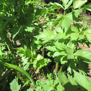 Grow Your Own: Lovage Crown