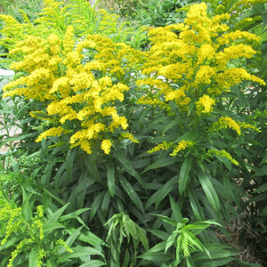 Goldenrod crown