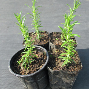 Rosemary seedling