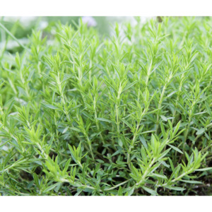 Grow Your Own: French Tarragon dormant plant