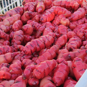 Seed Yams