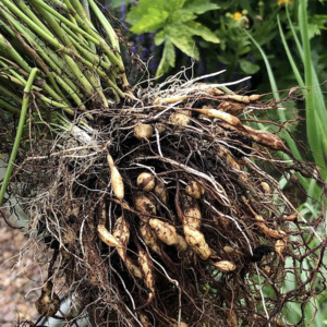 Earth Chestnut Plant